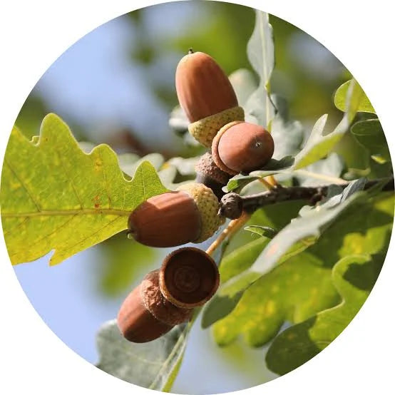 Oak, Spagyric Tincture 50 ml