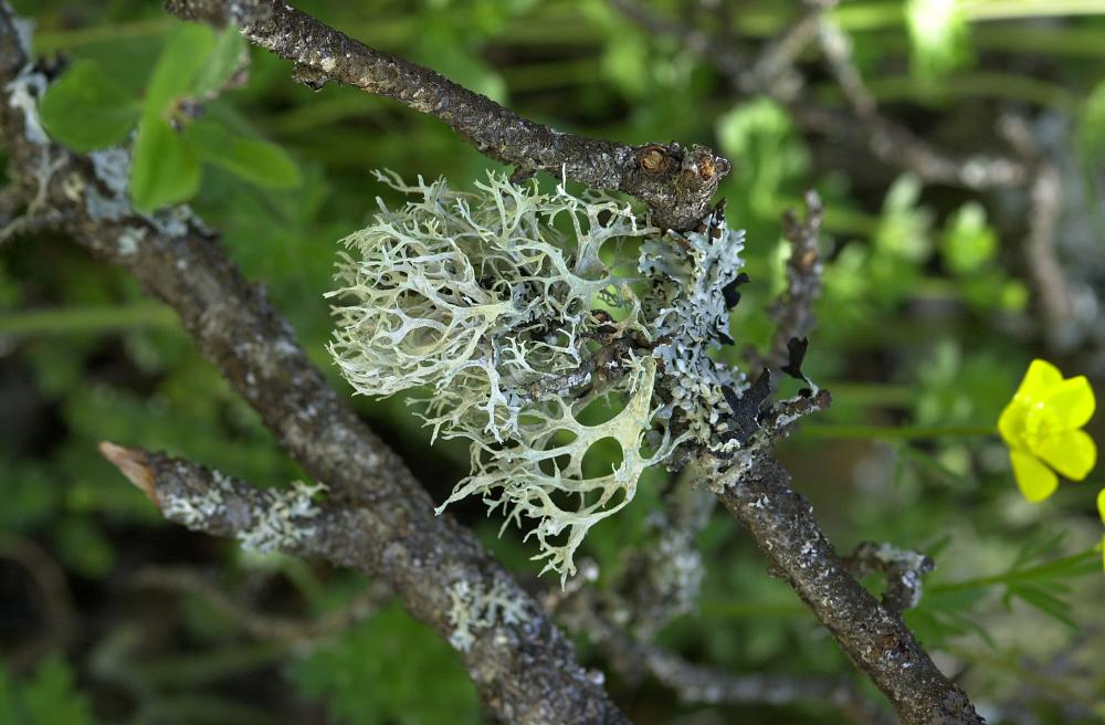 Lichen / Oakmoss ' Steam distilled oil