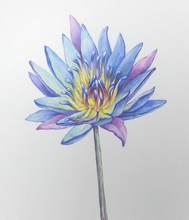 Load image into Gallery viewer, Blue Lotus Steam Distilled Oil (Absolute / More Potent)