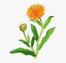 Load image into Gallery viewer, Calendula Steam Distilled Oil