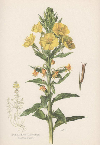 Evening Primrose Steam Distilled Oil