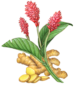 Ginger Steam Distilled Oil