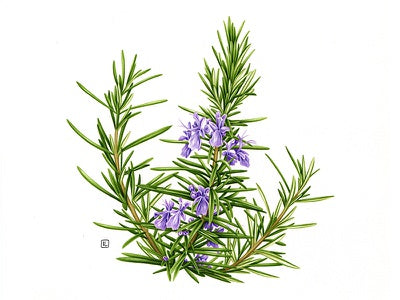 Rosemary Steam Distilled Oil