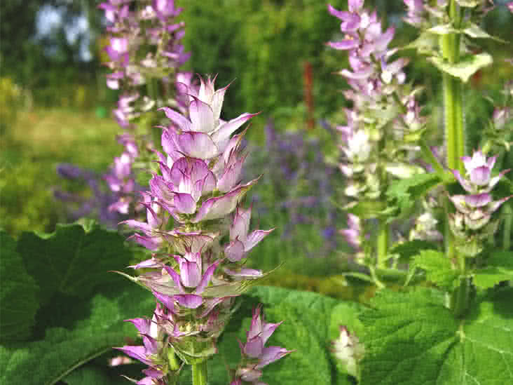 Clary Sage Steam Distilled Oil